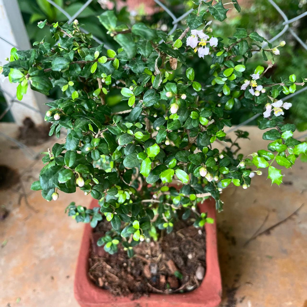 Set of 4 Rustic Square Terracotta Bonsai Pots front view – myBageecha
