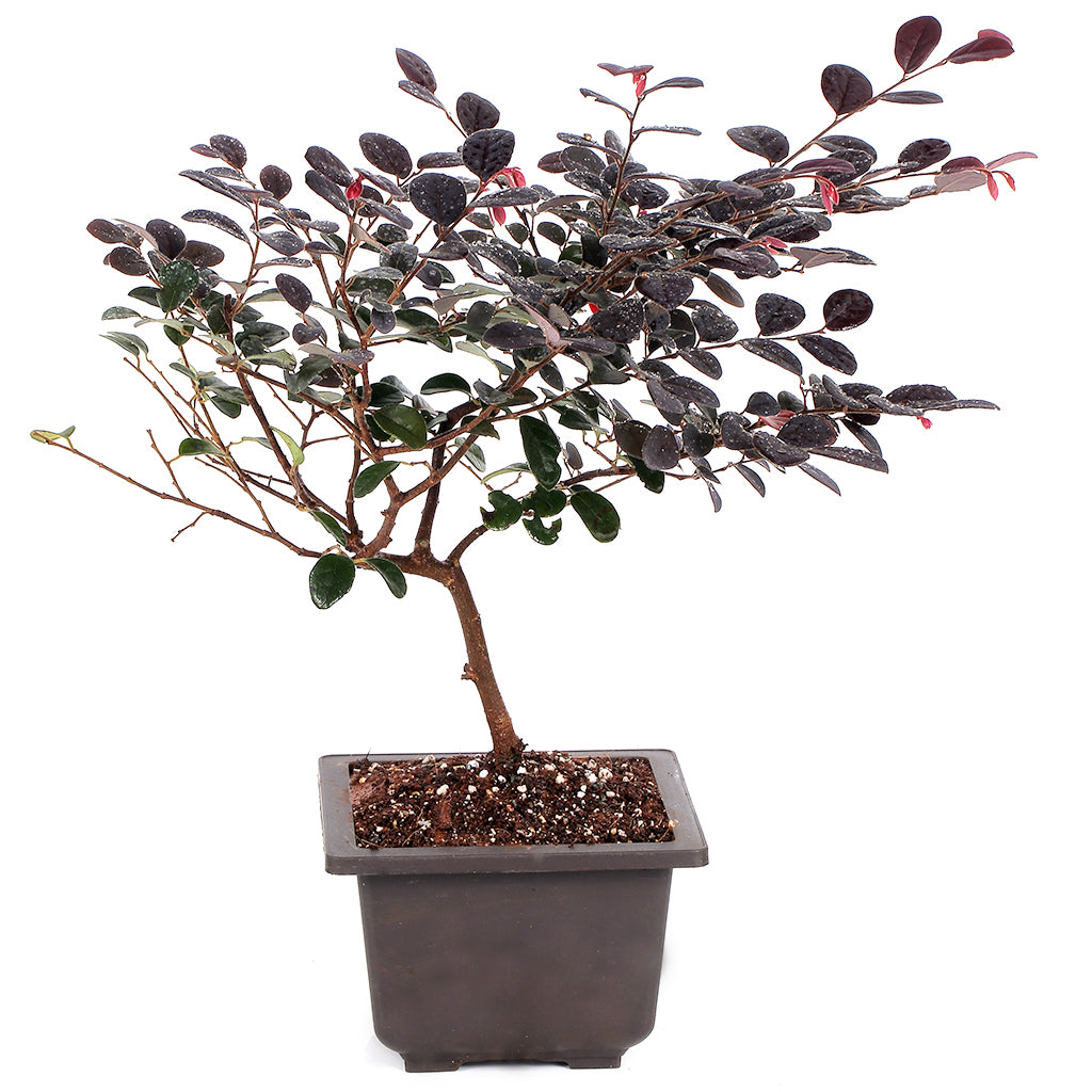 Bonsai Loropetalum 3 Yrs Old Tree-myBageecha
