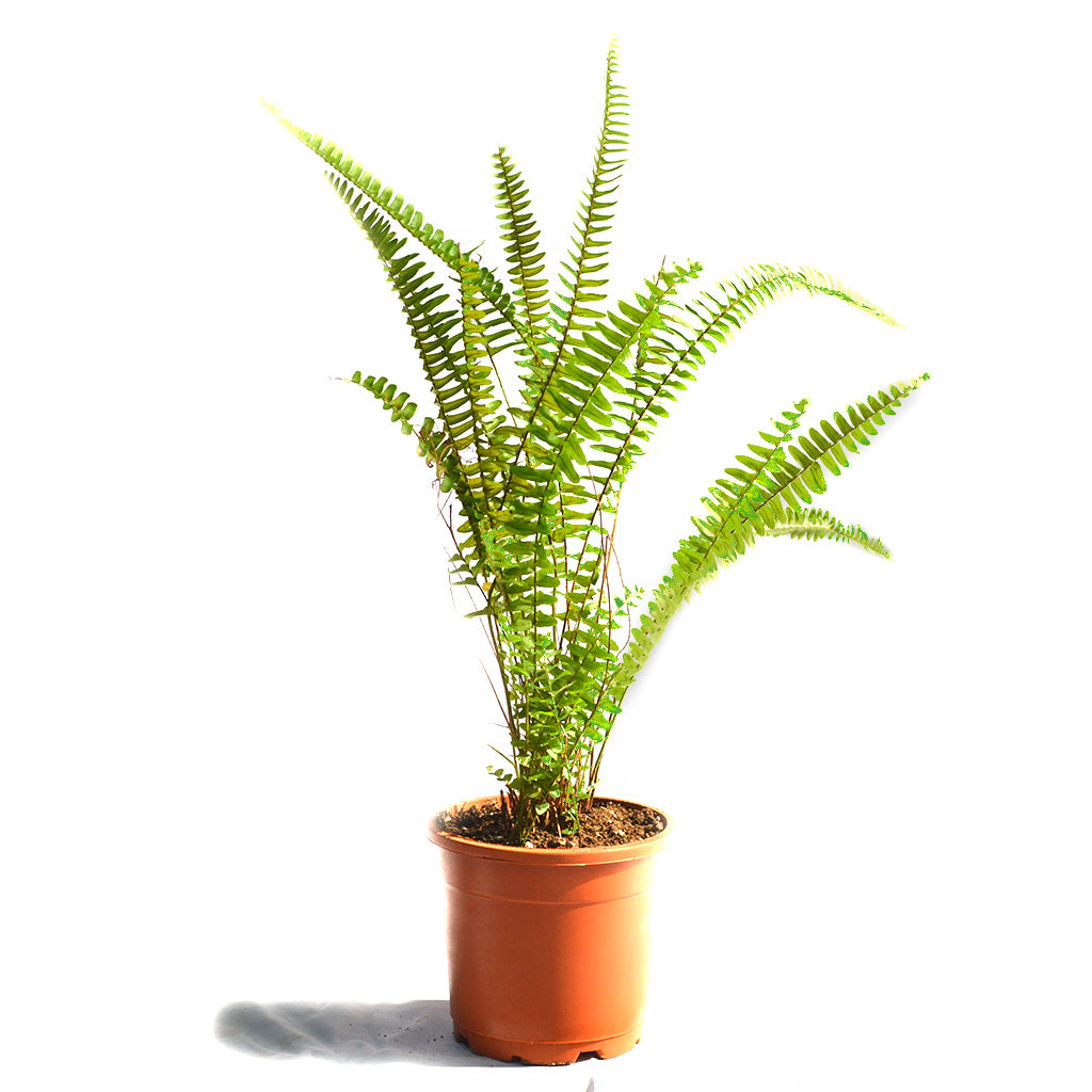 Boston Fern Air Purifier Fern Plant - myBageecha