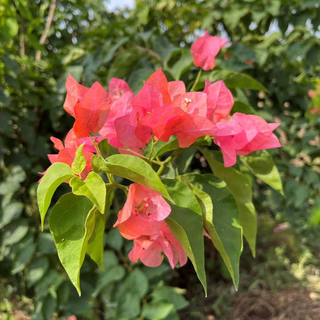 Bougainvillea Camarillo Fiesta-myBageecha