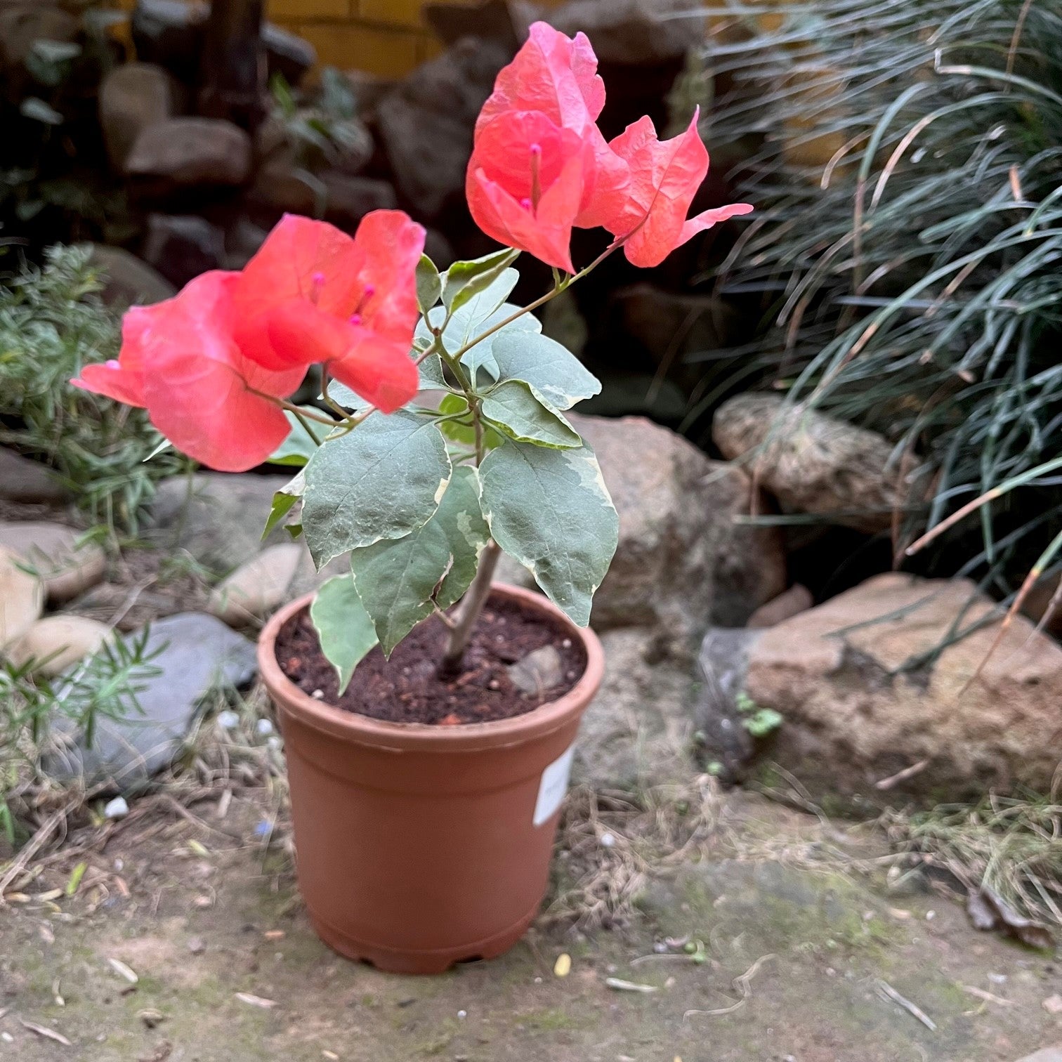 Bougainvillea Orange Ice-myBageecha