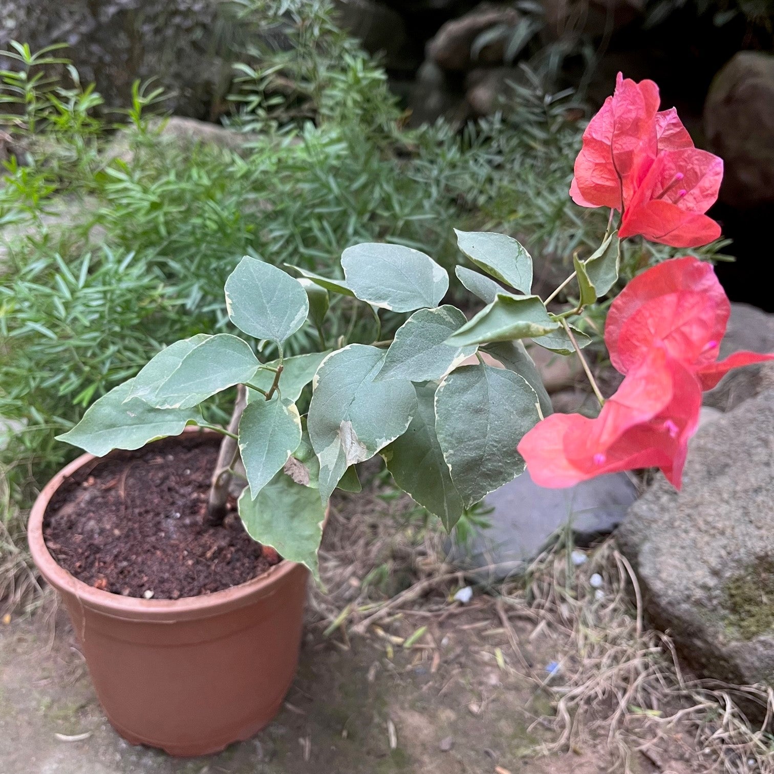 Bougainvillea Orange Ice-myBageecha