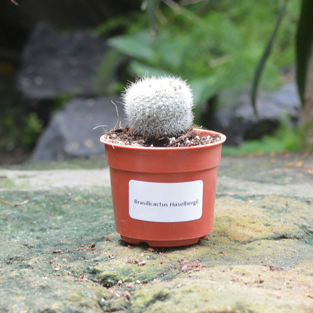 Brasilicactus Haselbergii Crested Scarlet Ball Cactus Plant - myBageecha