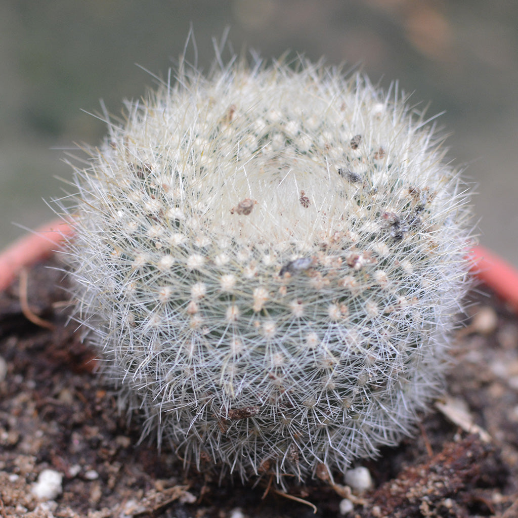 Brasilicactus Haselbergii Crested Scarlet Ball Cactus Plant - myBageecha