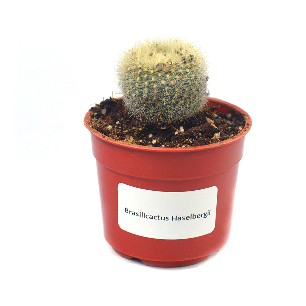 Brasilicactus Haselbergii Crested Scarlet Ball Cactus Plant - myBageecha