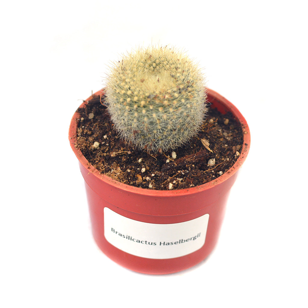 Brasilicactus Haselbergii Crested Scarlet Ball Cactus Plant - myBageecha