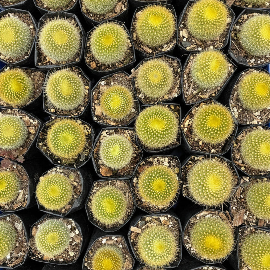Cluster of Graessner's Parodia