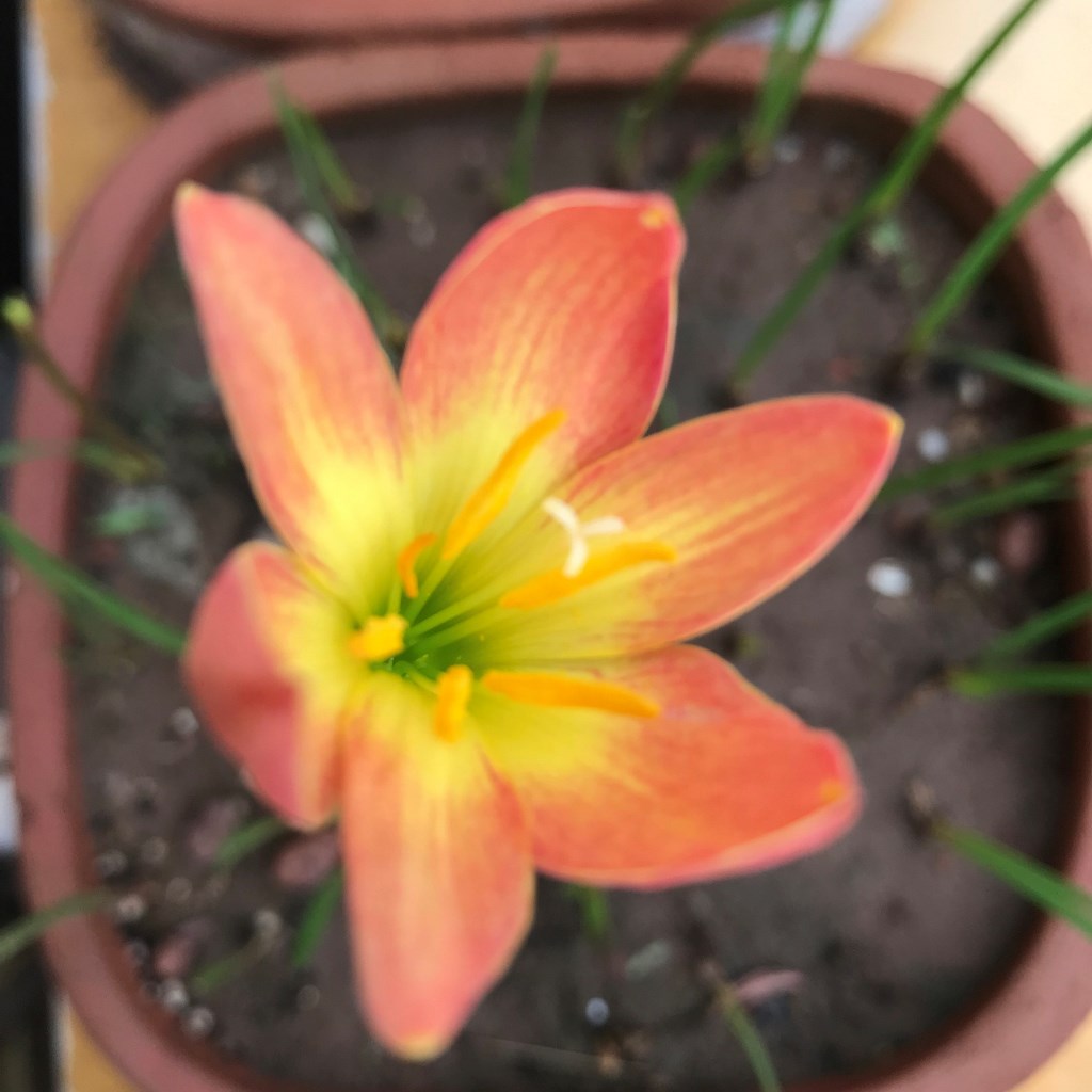 Rain Lily 'Bright Eye' (Bulbs)