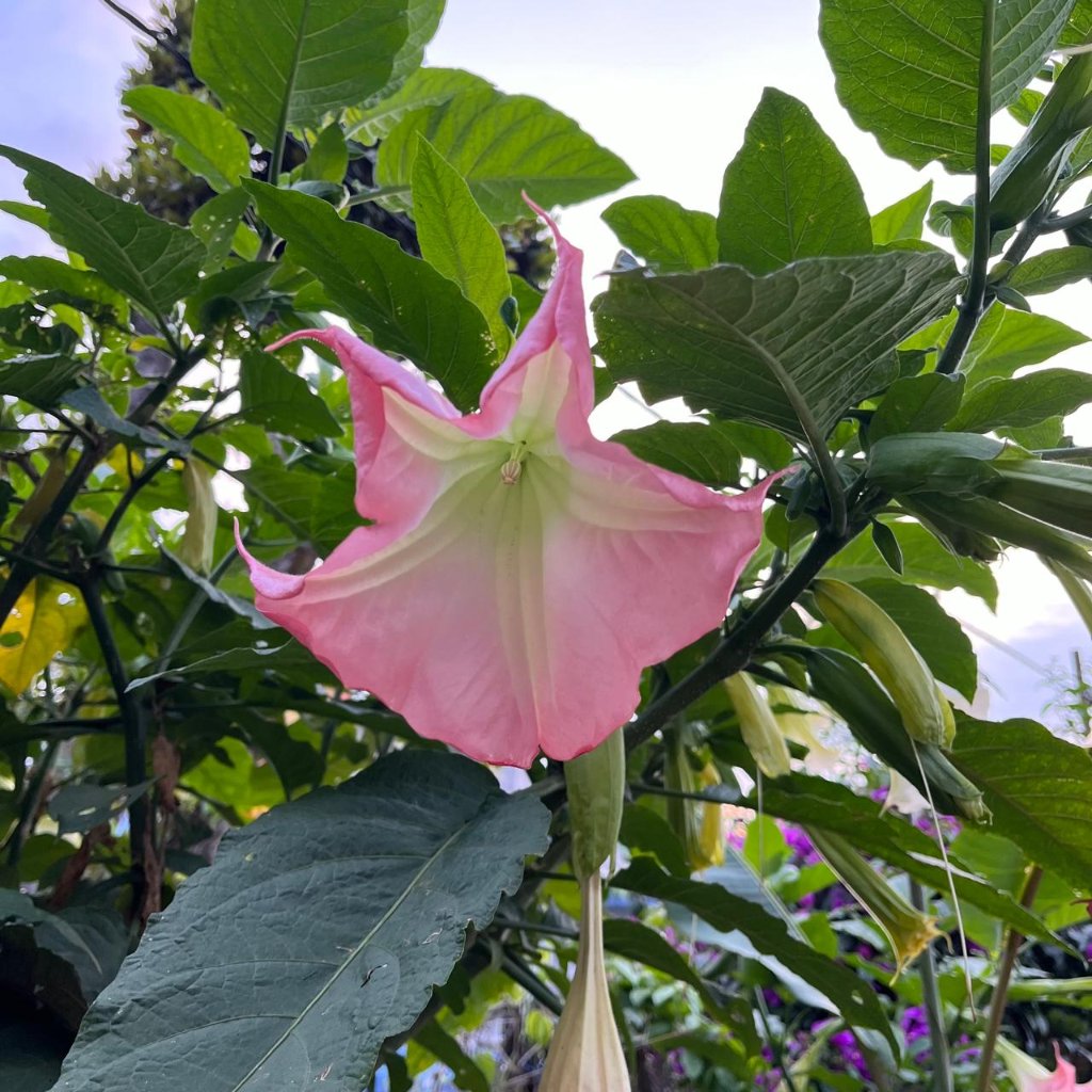 Close-up of Brugmansia insignis flower showing pendulous trumpet bloom and green foliage