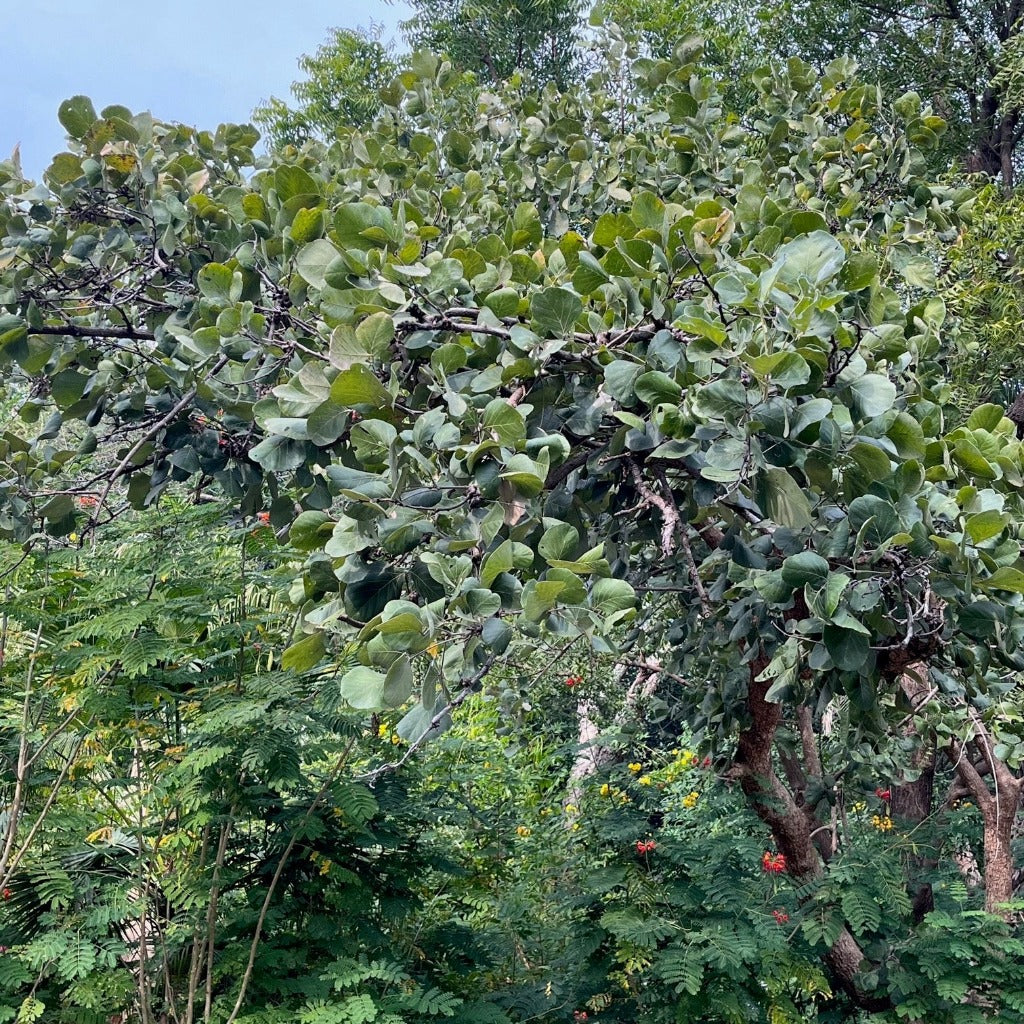 Butea monosperma tree with clusters of orange-red flowers