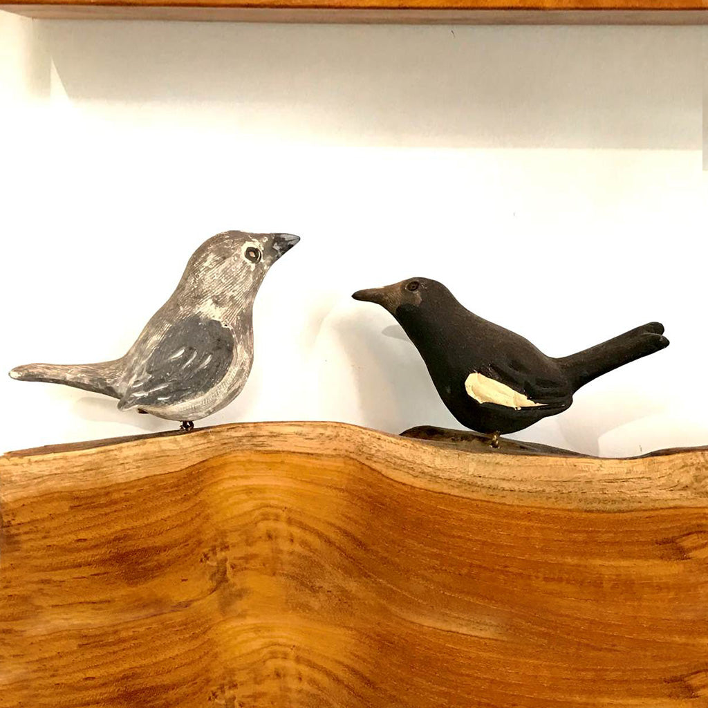 Exotic Birds- Indian Robin (A Pair) - myBageecha