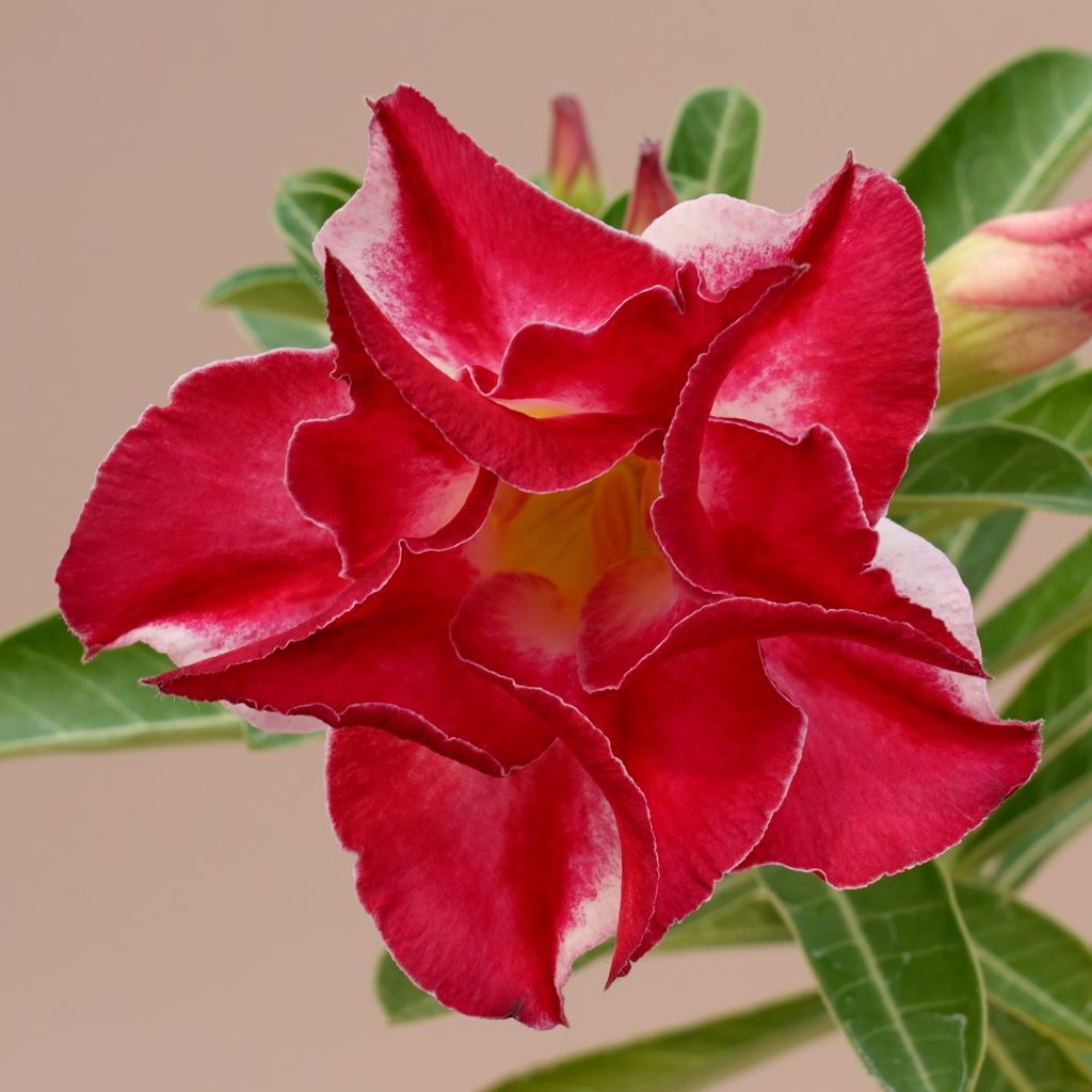 Vogel Twist Adenium Plant - myBageecha