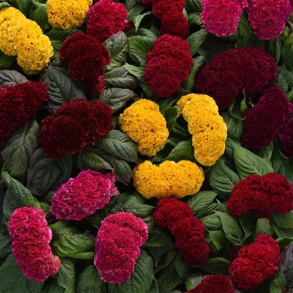 Celosia Concertia Mix Flower Seeds – bright plumes – myBageecha