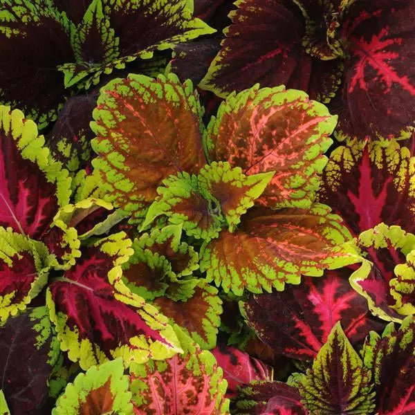Coleus Kong Mix Empire Flower Seeds – large colourful foliage – myBageecha