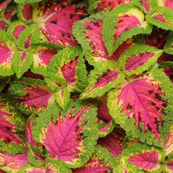 Coleus Prem Sun Watermelon Flower Seeds – bright foliage – myBageecha