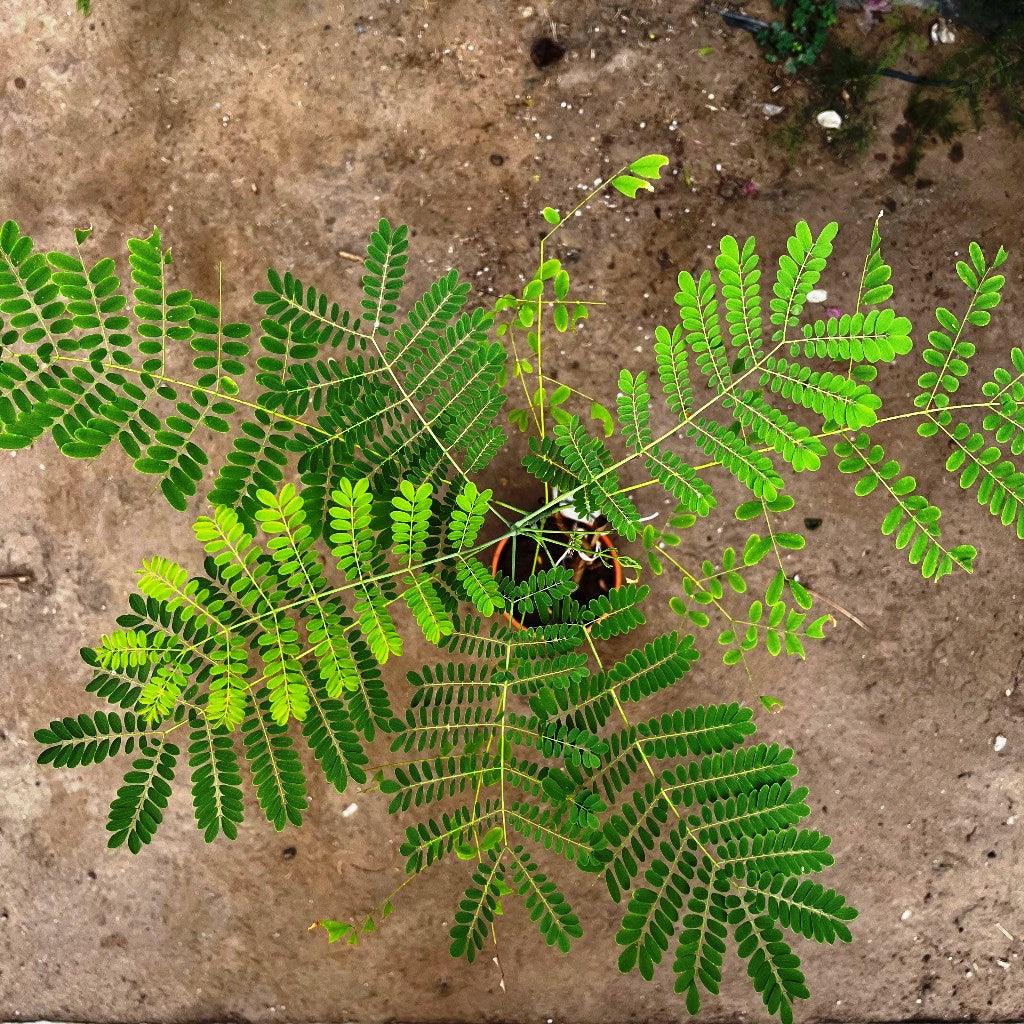 Caesalpinia Pulcherrima Guletura Plant - Close up of the leaves