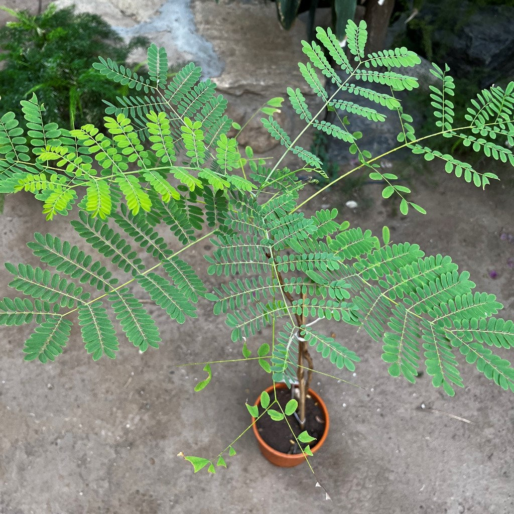 Caesalpinia Pulcherrima Guletura Plant with pot shown how it is shipped from myBageecha