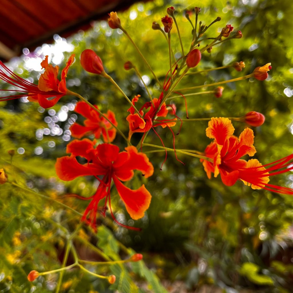 Close-up of Caesalpinia pulcherrima flowers showing feathery red petals and stamens