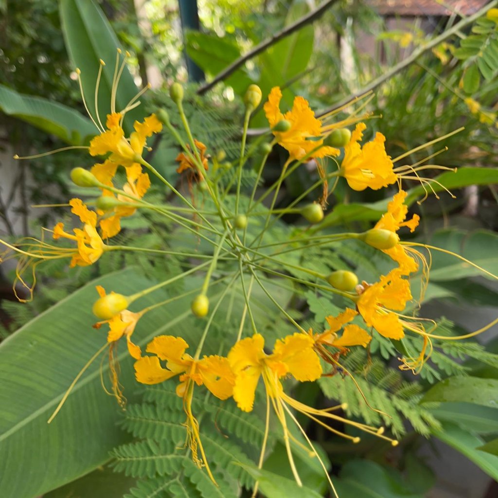 Close-up of Caesalpinia flava yellow flowers showing delicate petals and bright stamens