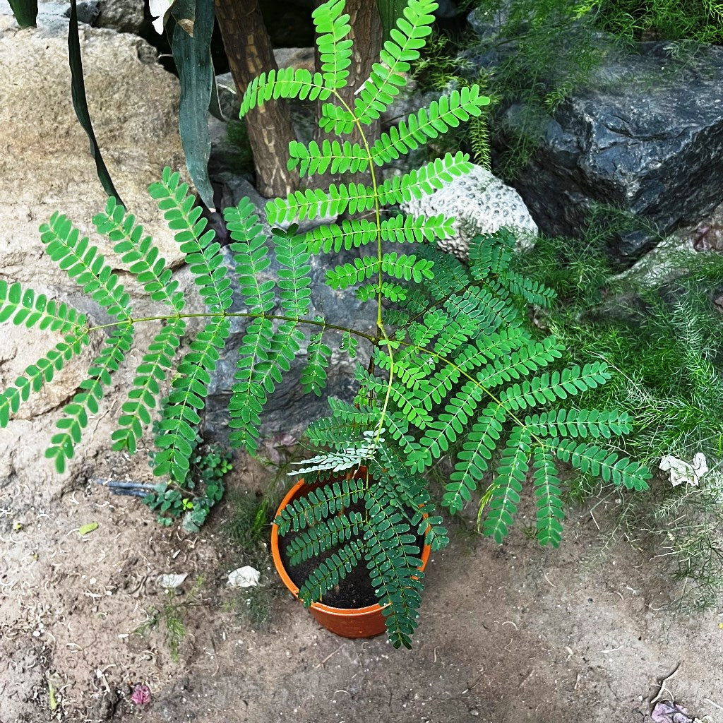 Caesalpinia pulcherrima f. flava Guletura Plant with pot shown how it is shipped from myBageecha