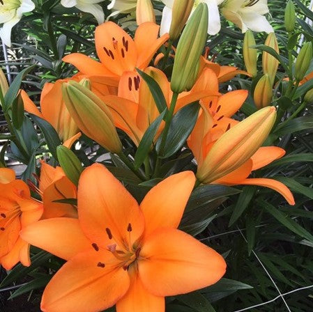 Lilium Asiatic 'Caesar's Palace' (Bulbs)