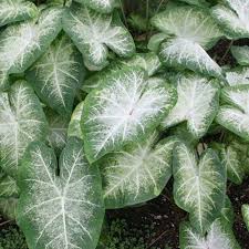Caladium 'Aaron' (Bulbs)-myBageecha