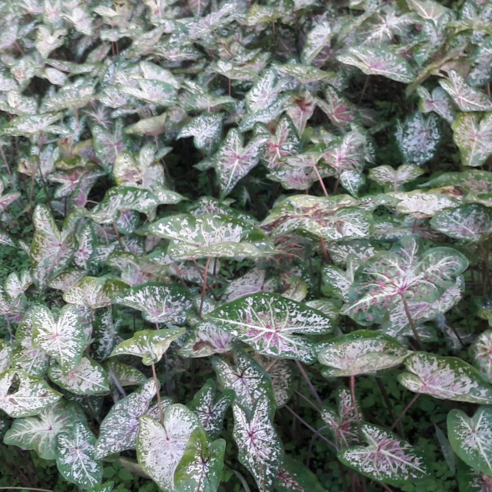 Caladium Blanchewise