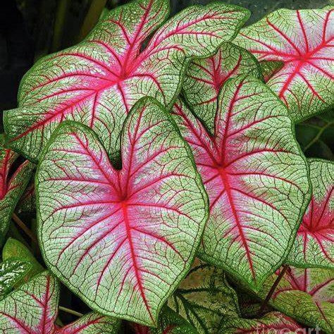Caladium 'Bleeding heart' Plant – Pink-Red Leaf Vein Pattern Highlight