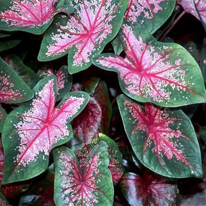 Caladium 'Fire Chief' Plant – Indoor Decorative Seasonal Foliage – myBageecha