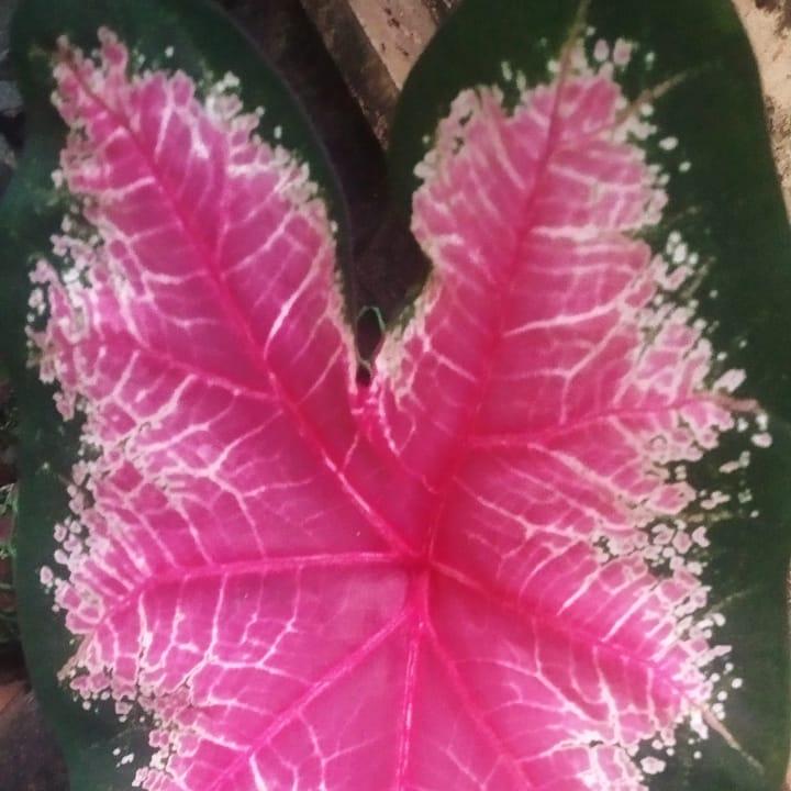Caladium 'Fire Chief' Plant – Red Center Leaf Vein Contrast
