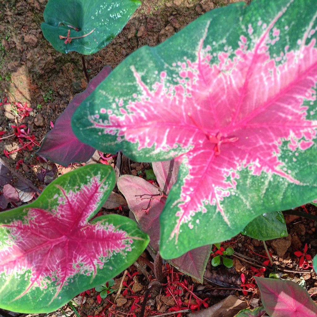 Caladium 'Fire Chief' Plant – Suitable for Shaded Balcony & Indoor Corners