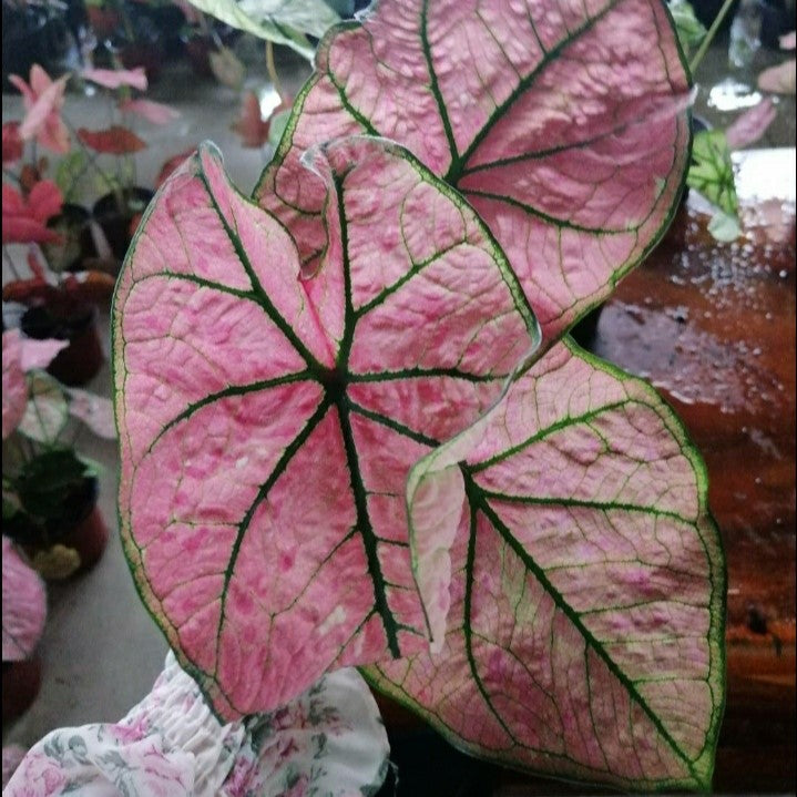 Caladium Pink Illusion-myBageecha