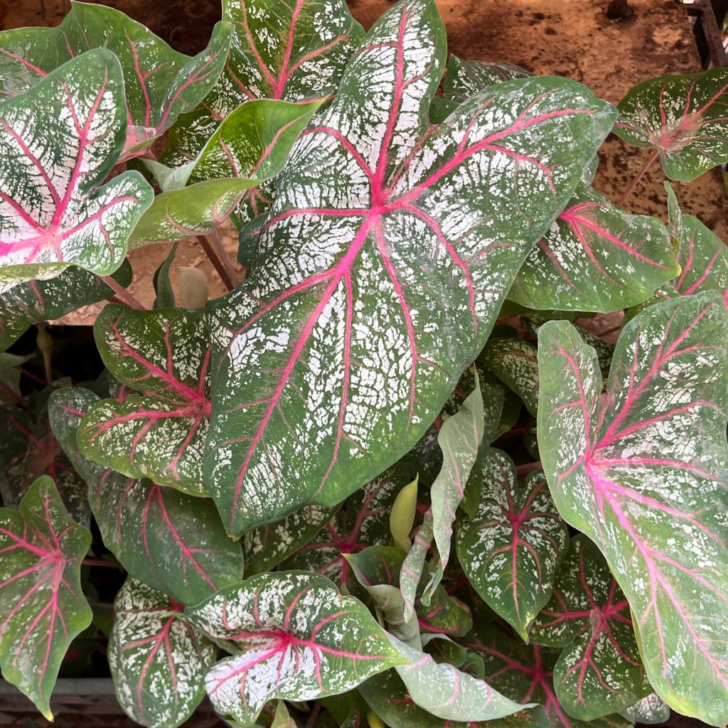 red star plant indoor Caladium Red Star Plant – Indoor Decorative Seasonal Foliage