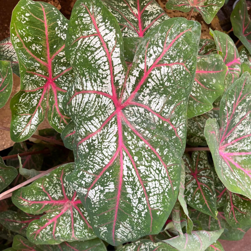 Caladium 'Red Star' Plant – Red-Pink Leaf Vein Pattern Highlight