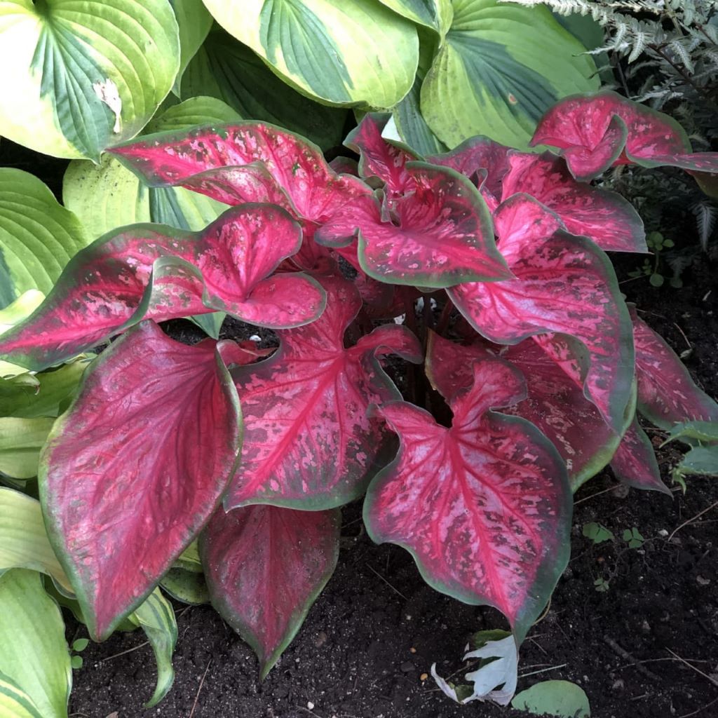 Caladium Scarlet Flame-myBageecha
