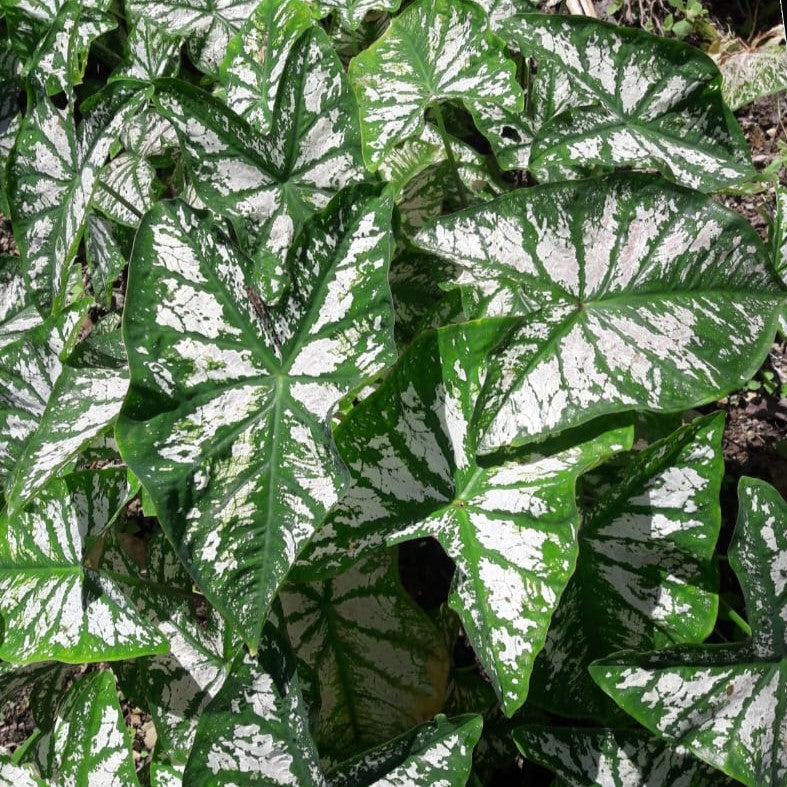Caladium Sorocova