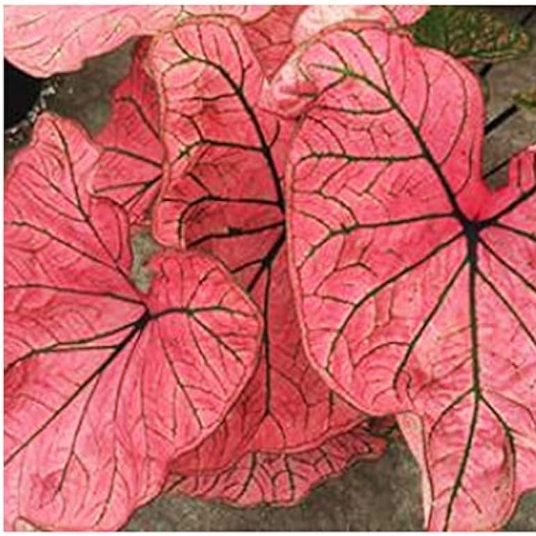 Caladium Spring Fling-myBageecha
