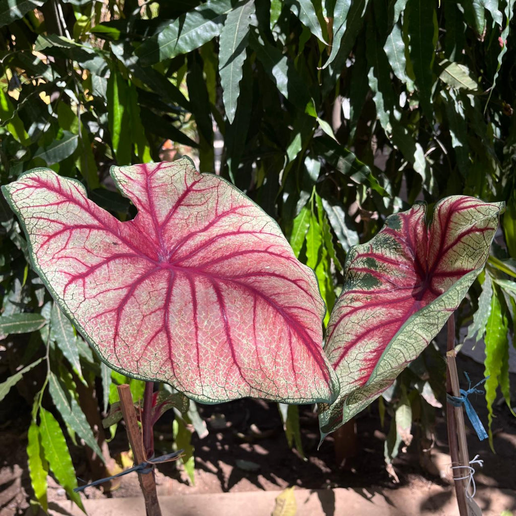 Caladium 'Bleeding heart' Plant – Indoor Decorative Seasonal Foliage – myBageecha
