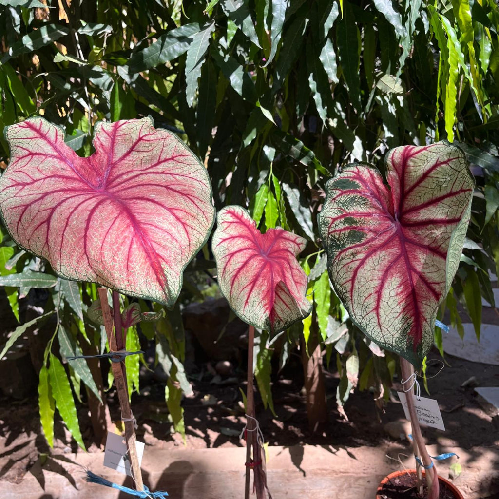 Caladium 'Bleeding heart' -myBageecha