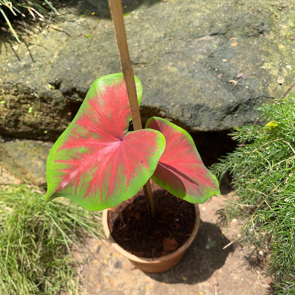 Caladium 'Brandywine' Plant – Seasonal Leaf Spread Display