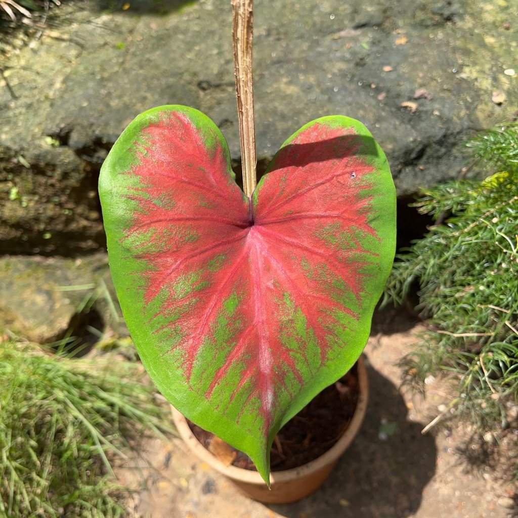 Caladium 'Brandywine' Plant – Suitable for Indoor & Shaded Balcony Décor