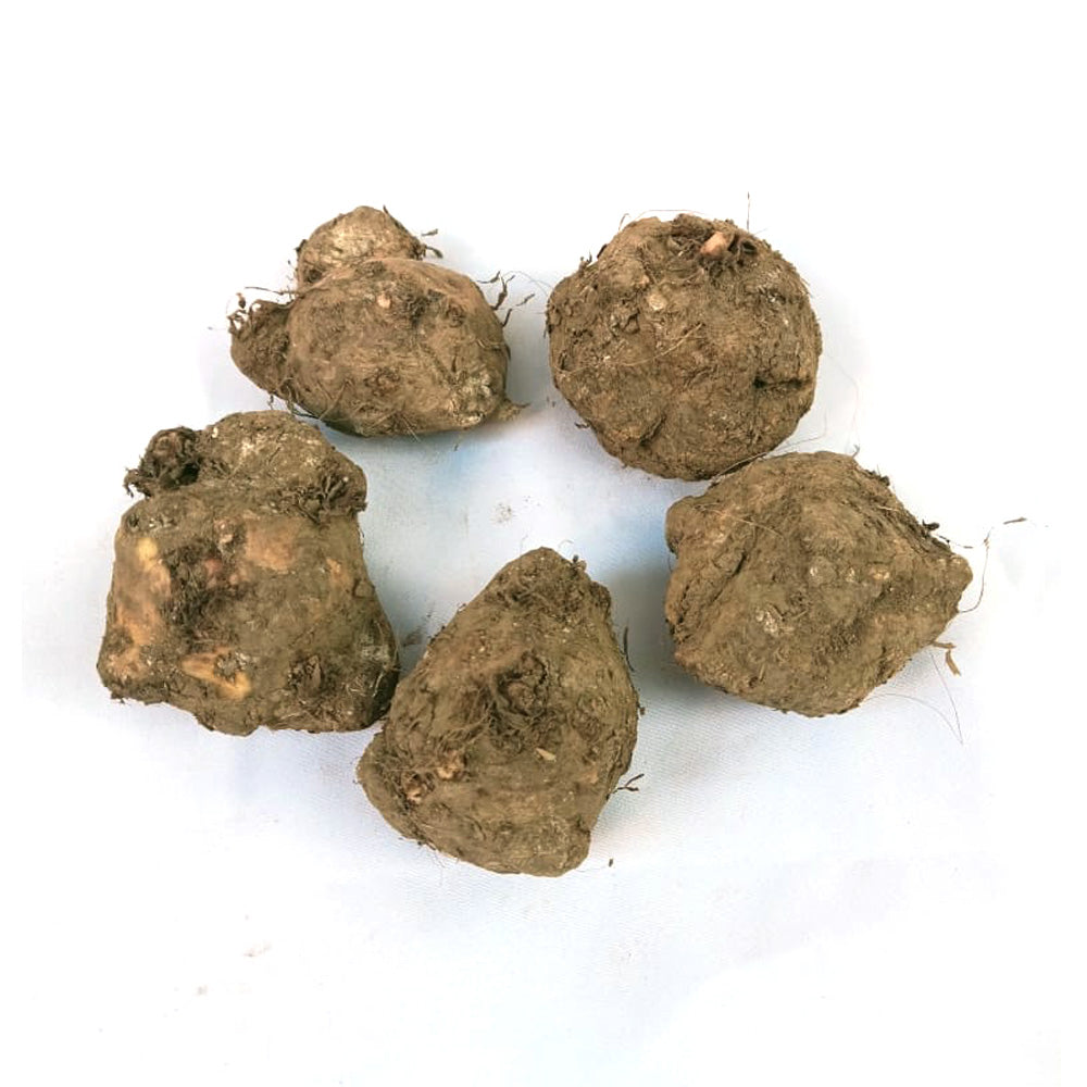 Caladium 'Pink Symphony' Plant – Pink Vein Leaf Pattern Highlight