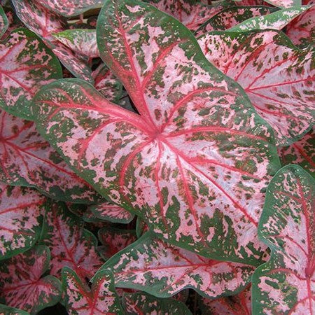 Caladium 'Carolyn Whorton' -myBageecha