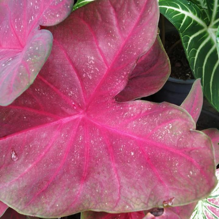 Caladium 'Fannie Munson' Plant – Indoor Decorative Seasonal Foliage – myBageecha
