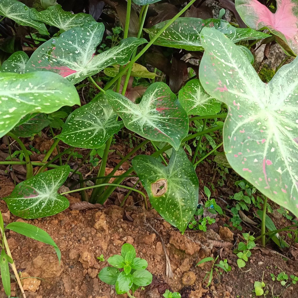 Caladium bicolor 'Florida Clown' Plant – Multi-Colored Leaf Pattern Close-Up
