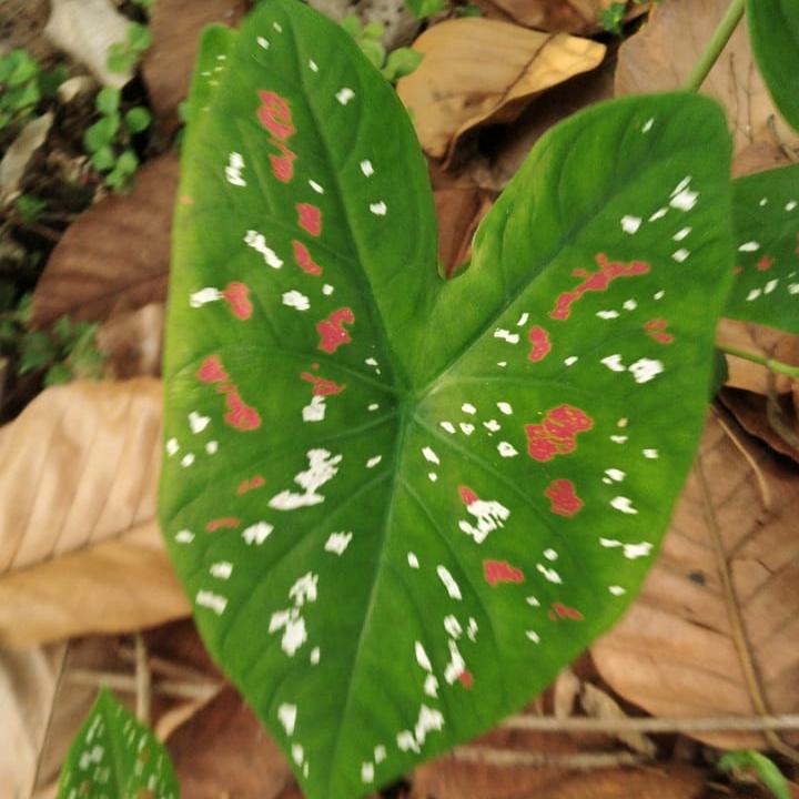 Caladium bicolor 'Florida Clown' Plant – Suitable for Shaded Balcony & Indoor Corners