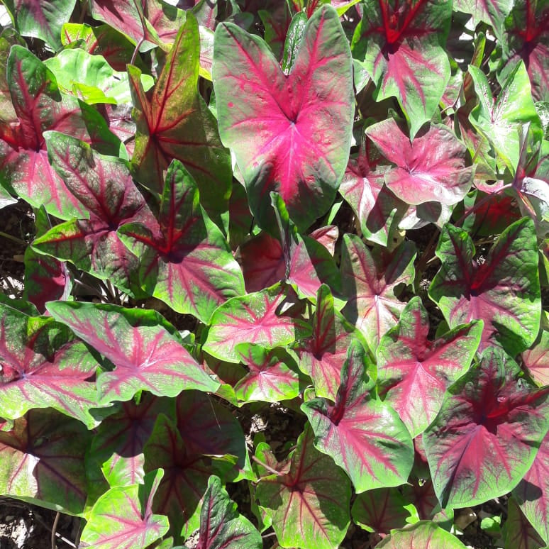 Caladium 'Freida Hemple'-myBageecha