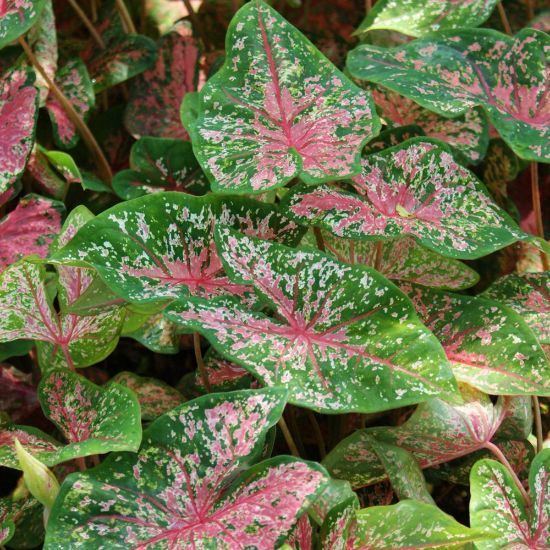 Caladium 'Pink Beauty' Plant – Seasonal Leaf Growth Display