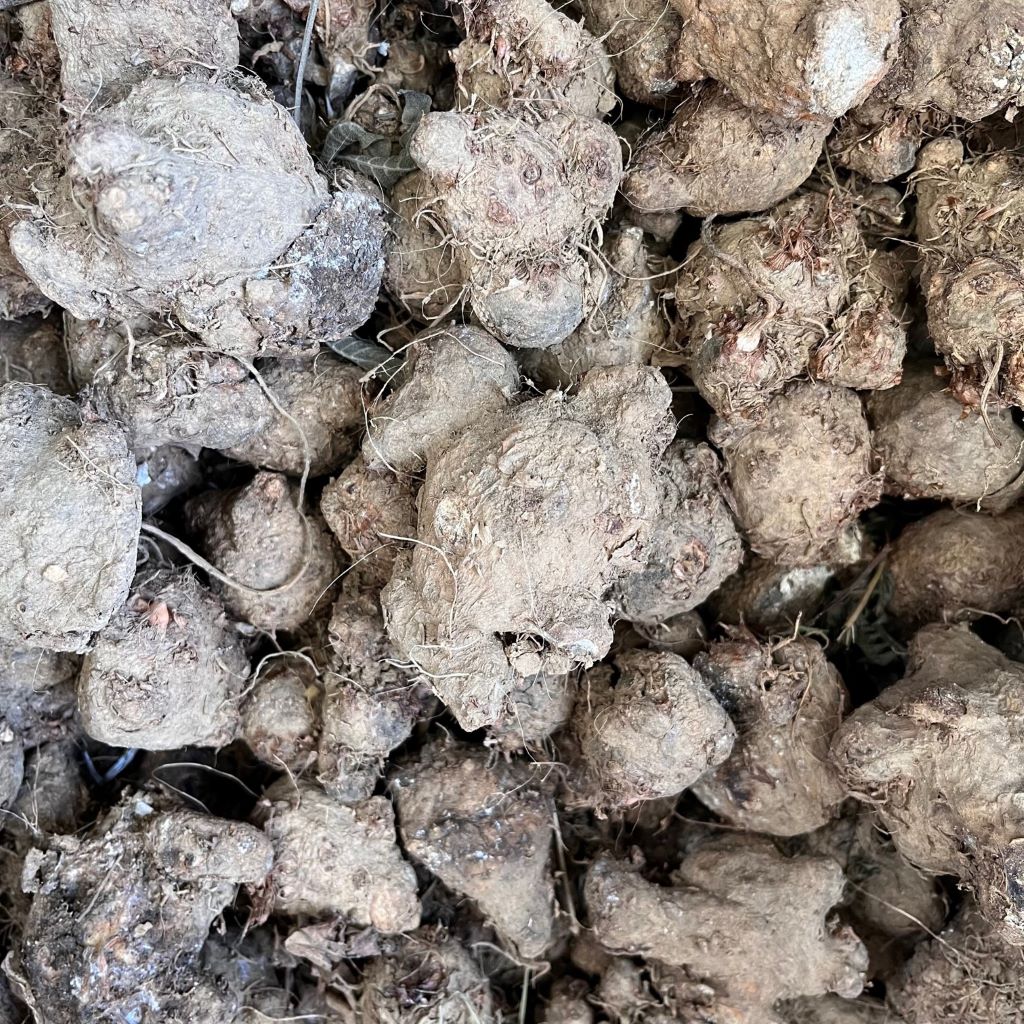 Caladium 'Pink Cloud' Plant – Suitable for Indoor & Shaded Balcony Pots