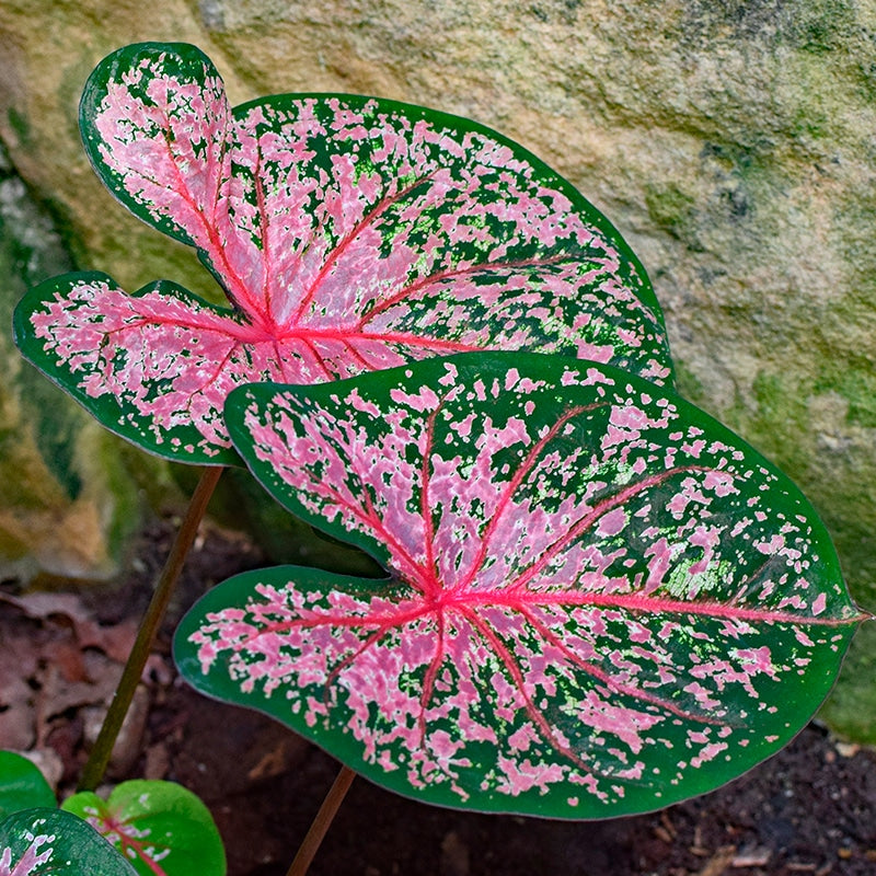 caladium plant pink Caladium Pink Cloud Plant – Indoor Decorative Seasonal Foliage